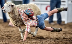 Seven-year-old Anna Castillo of Ethan slides off while taking part in the Muttin Bustin during the Scottie Stampede Rodeo on Saturday night in Scotland. (Matt Gade/Republic)