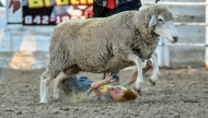 Five-year-old Rostin Woodward of Winner, falls off the sheep while competing in the Mutton Bustin during the Winner Elks Benefit Rodeo on Saturday night at the Tripp County Fairgrounds in Winner. (Matt Gade/Republic)