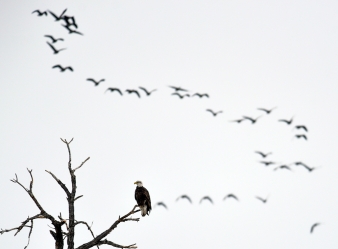 A Bald eagle is perched on a branch as a flock of geese migrate north along the Missouri River just south of the Ft. Randall Damn in the Randall Creek Recreation Area on Monday.