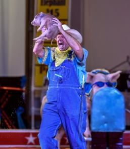 Cousin Grumpy reacts to the young piglet peeing on him while the crowd sings the 'Old Macdonald' during his pork chop review as part of the El Riad Shrine Circus on Monday night at the Corn Palace.
