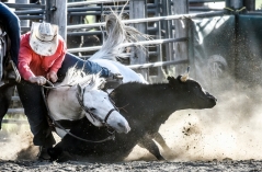 Mike Kuka, of Maple Plain, Minn., is brought down as his horse is undercut by the steer Kuka was attempting to steer wrestle during the Wessington Springs Foothills Rodeo at the Jerauld County 4-H Grounds.