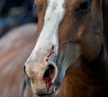 A horse's nose is cut after bucking a rider off in the bareback competition during the Wessington Springs Foothills Rodeo at the Jerauld County 4-H Grounds.