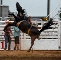 The horse Andrew Hall, of Wagner, is riding loses its footing and falls on its side with Hall on in its back while competing in the bareback competition during the Scottie Stampede Rodeo on Saturday.
